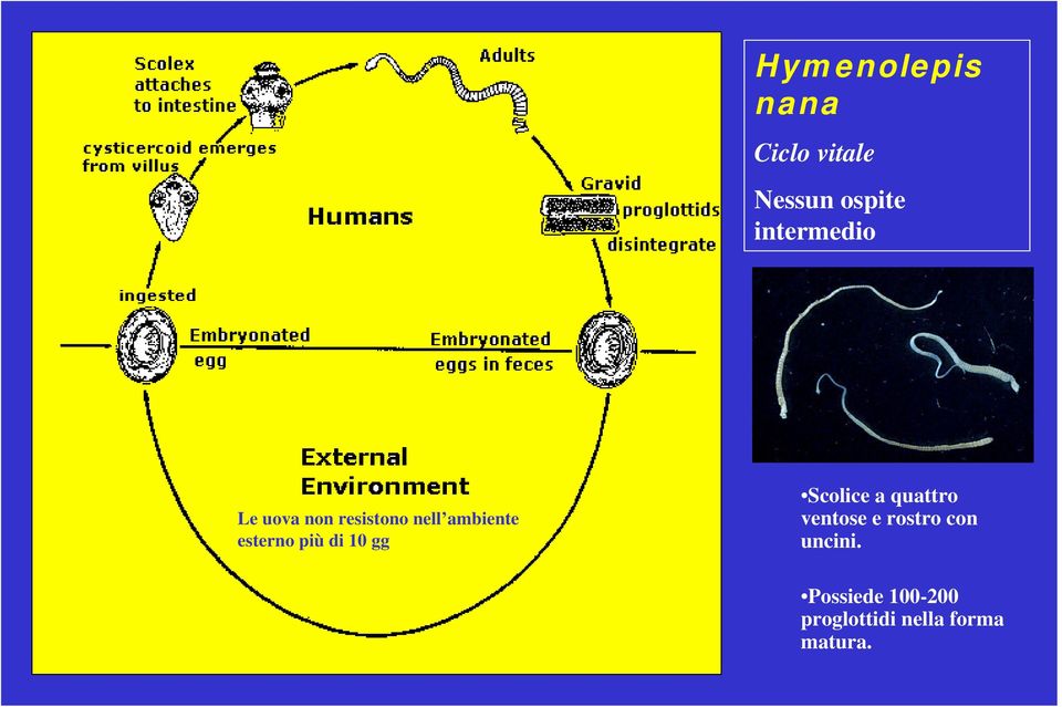 esterno più di 10 gg Scolice a quattro ventose e
