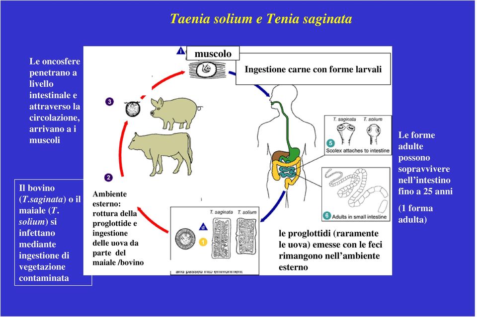 solium) si infettano mediante ingestione di vegetazione contaminata Ambiente esterno: rottura della proglottide e ingestione delle uova