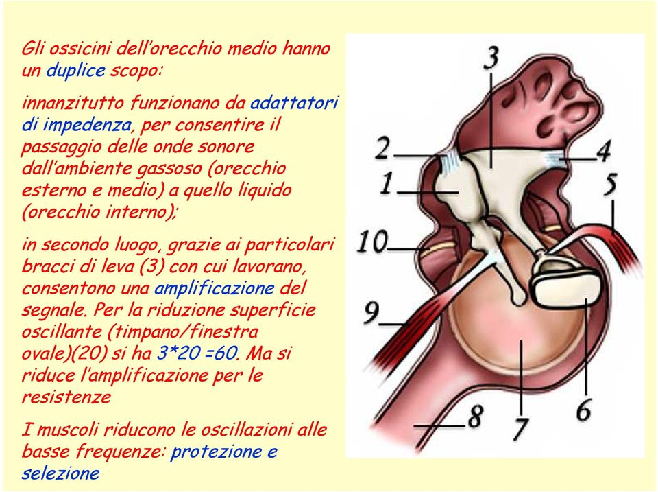 bracci di leva (3) con cui lavorano, consentono una amplificazione del segnale.