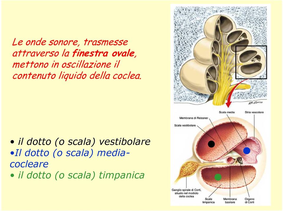 della coclea.