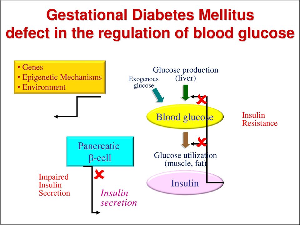 production (liver) Blood glucose Insulin Resistance Impaired Insulin