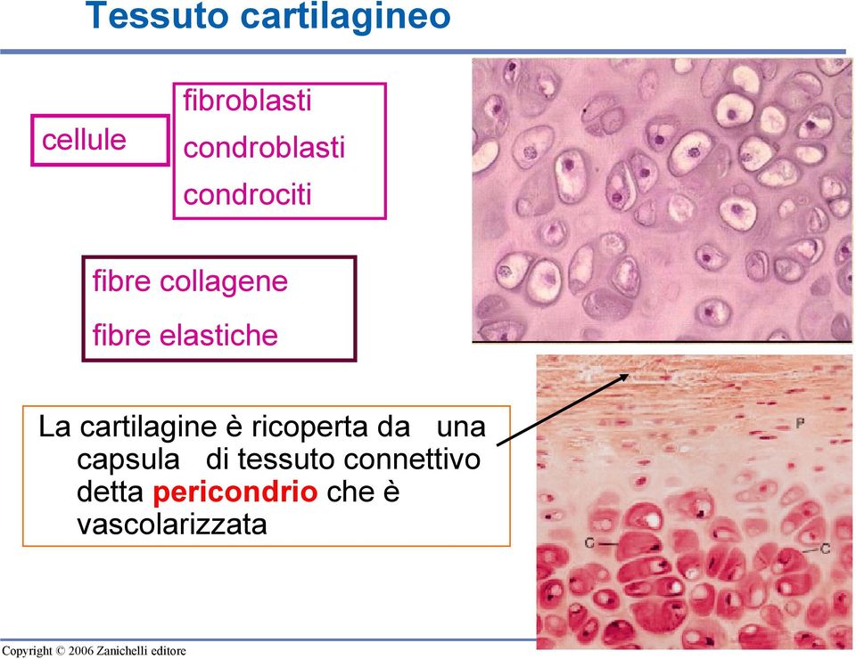 è ricoperta da una capsula di tessuto connettivo detta