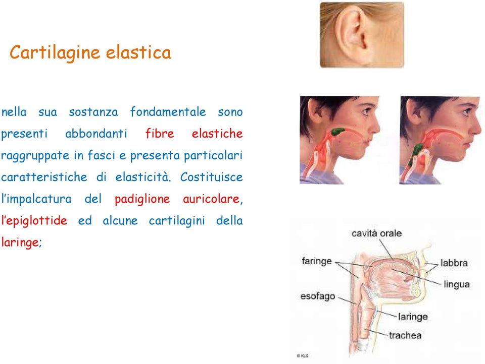 particolari caratteristiche di elasticità.