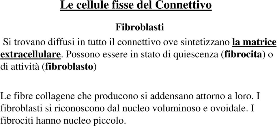 Possono essere in stato di quiescenza (fibrocita) o di attività (fibroblasto) Le fibre