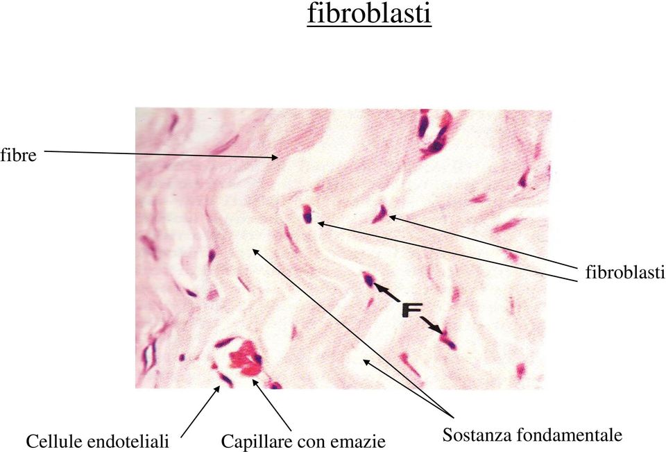 endoteliali Capillare