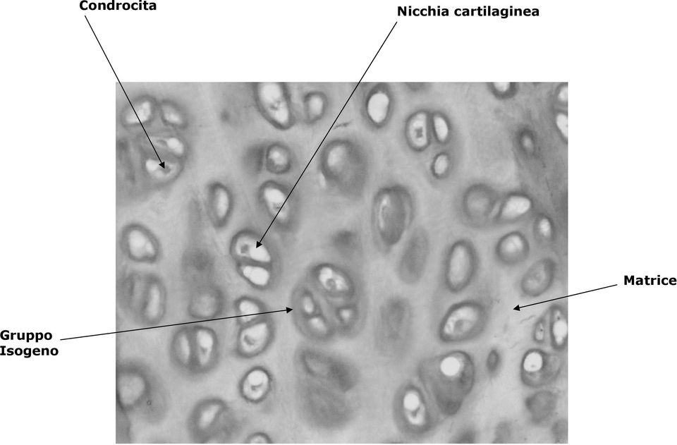 cartilaginea