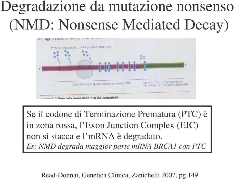 Complex (EJC) non si stacca e l mrna è degradato.