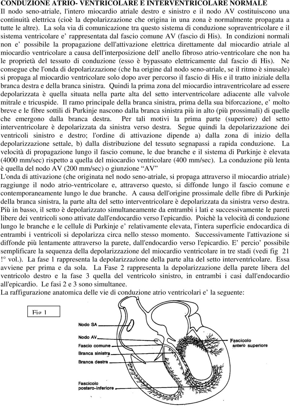 La sola via di comunicazione tra questo sistema di conduzione sopraventricolare e il sistema ventricolare e rappresentata dal fascio comune AV (fascio di His).