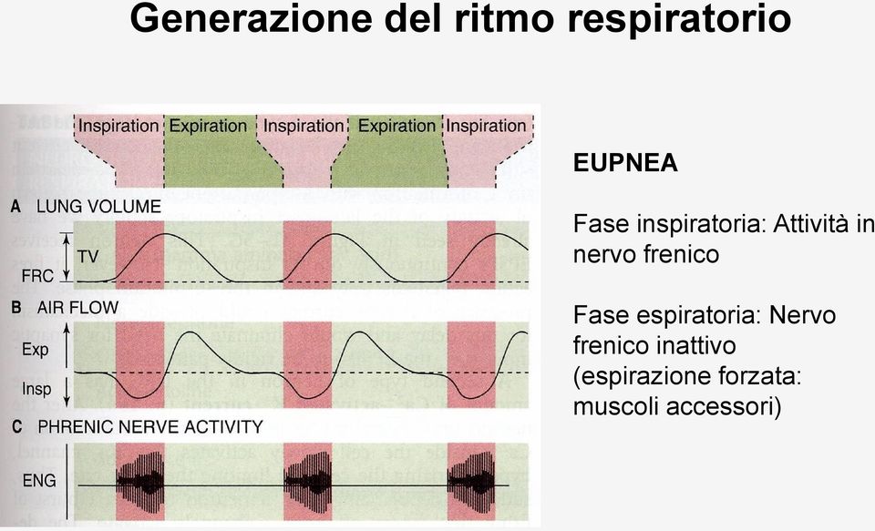 frenico Fase espiratoria: Nervo frenico