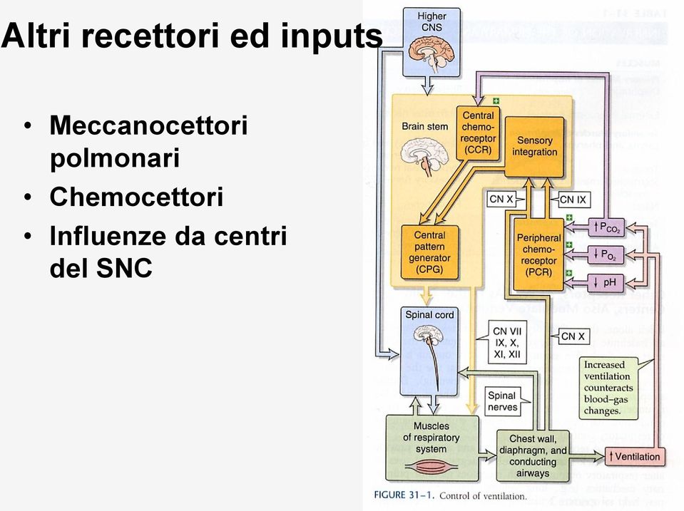 polmonari Chemocettori