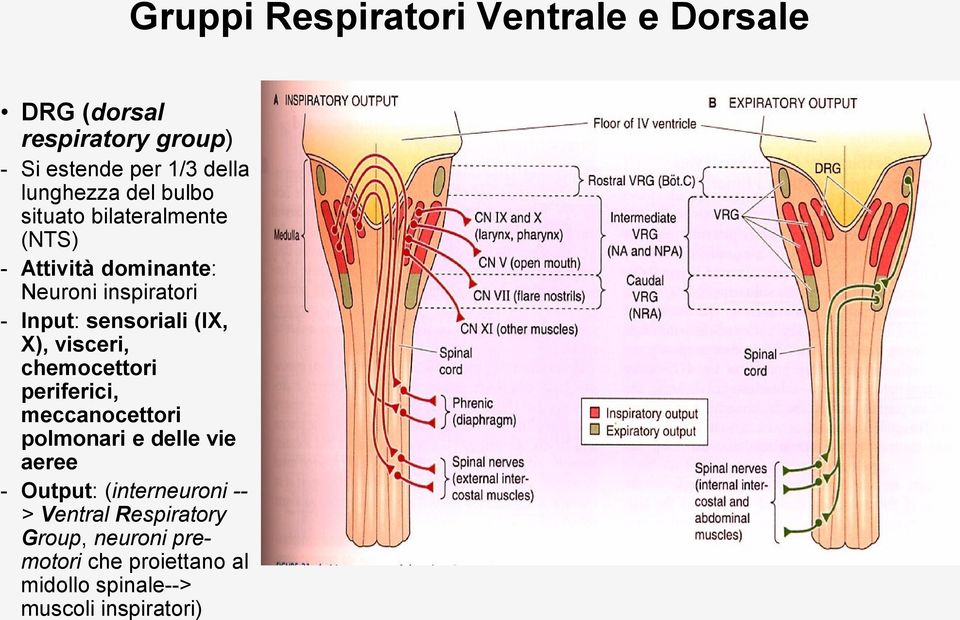 periferici, meccanocettori polmonari e delle vie aeree - Output: (interneuroni -- > Ventral Respiratory