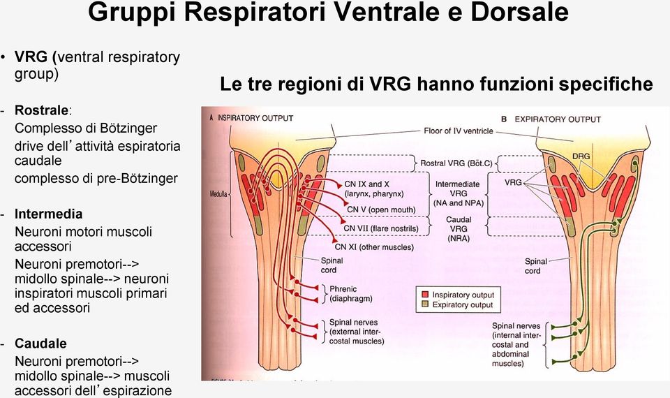 specifiche - Intermedia Neuroni motori muscoli accessori Neuroni premotori--> midollo spinale--> neuroni