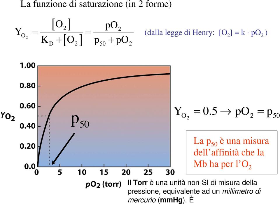 5 po La p 50 è una misura dell affinità che la Mb ha per l O Il Torr è