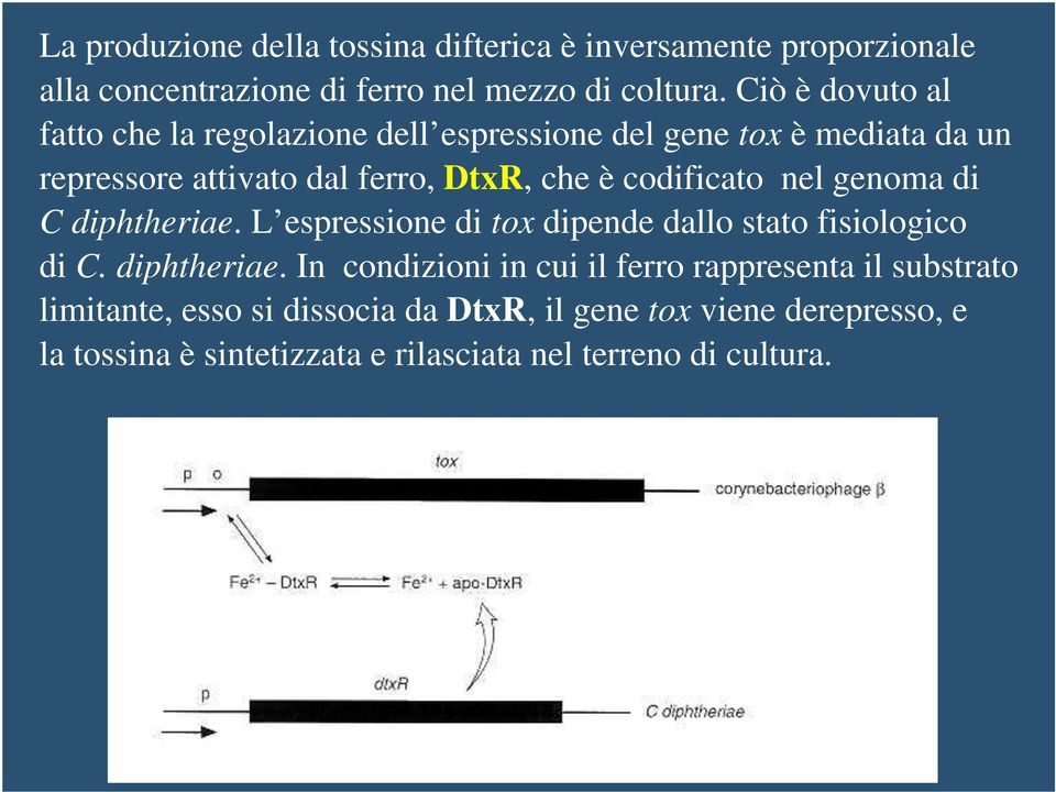 codificato nel genoma di C diphtheriae.