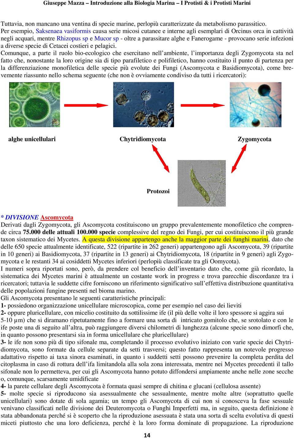 Fanerogame - provocano serie infezioni a diverse specie di Cetacei costieri e pelagici.