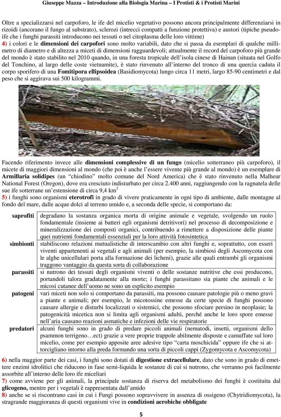 si passa da esemplari di qualche millimetro di diametro e di altezza a miceti di dimensioni ragguardevoli; attualmente il record del carpoforo più grande del mondo è stato stabilito nel 2010 quando,