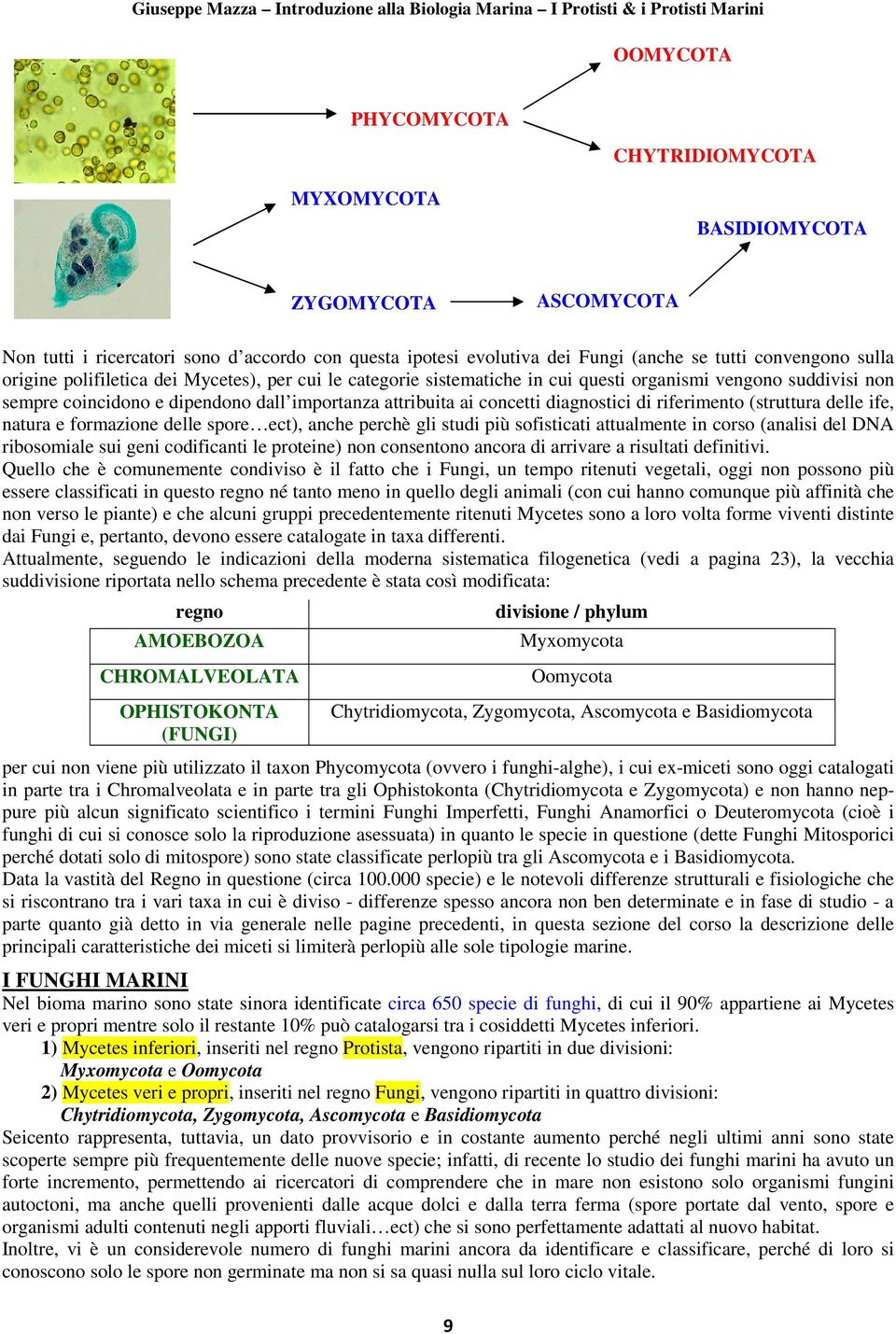 riferimento (struttura delle ife, natura e formazione delle spore ect), anche perchè gli studi più sofisticati attualmente in corso (analisi del DNA ribosomiale sui geni codificanti le proteine) non