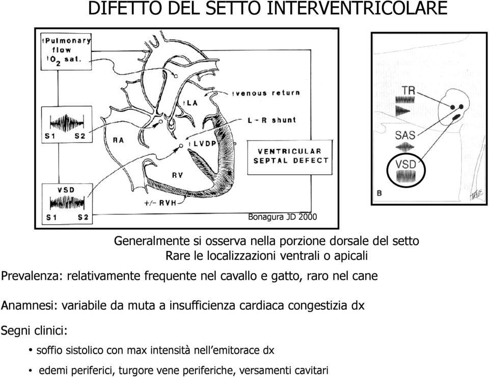 raro nel cane Anamnesi: variabile da muta a insufficienza cardiaca congestizia dx Segni clinici: soffio