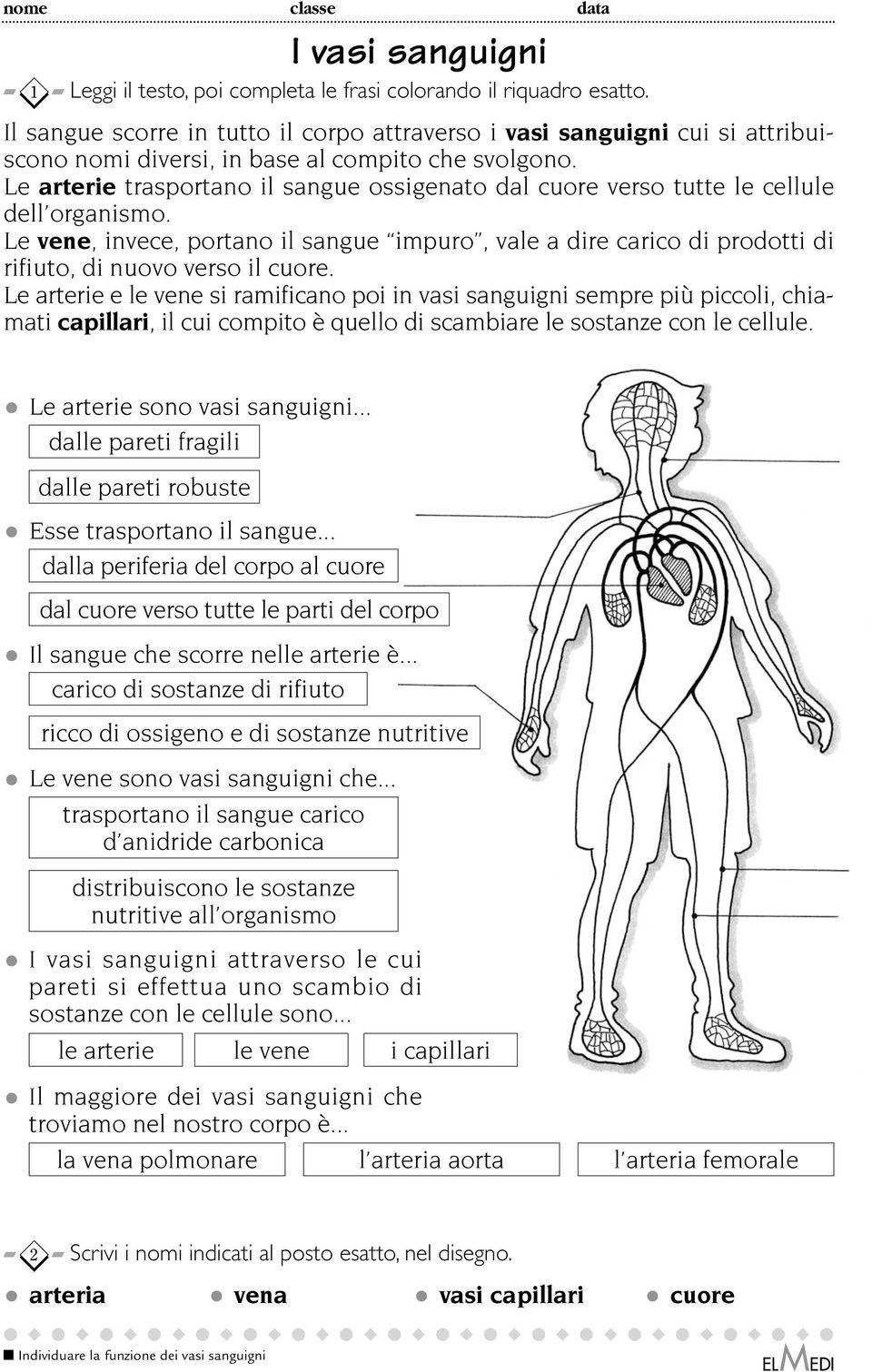 Le arterie trasportano il sangue ossigenato dal cuore verso tutte le cellule dell organismo.