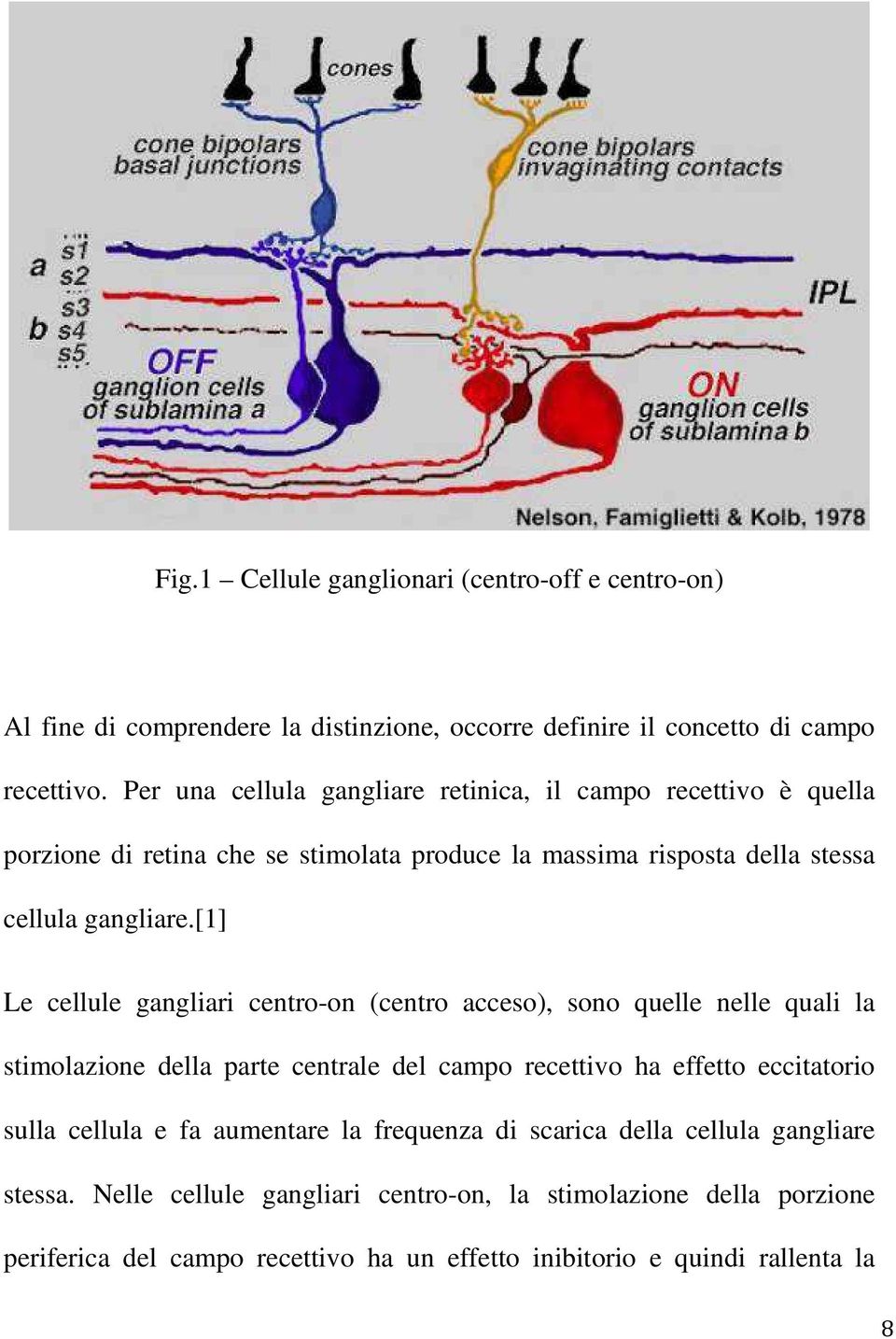 [1] Le cellule gangliari centro-on (centro acceso), sono quelle nelle quali la stimolazione della parte centrale del campo recettivo ha effetto eccitatorio sulla cellula