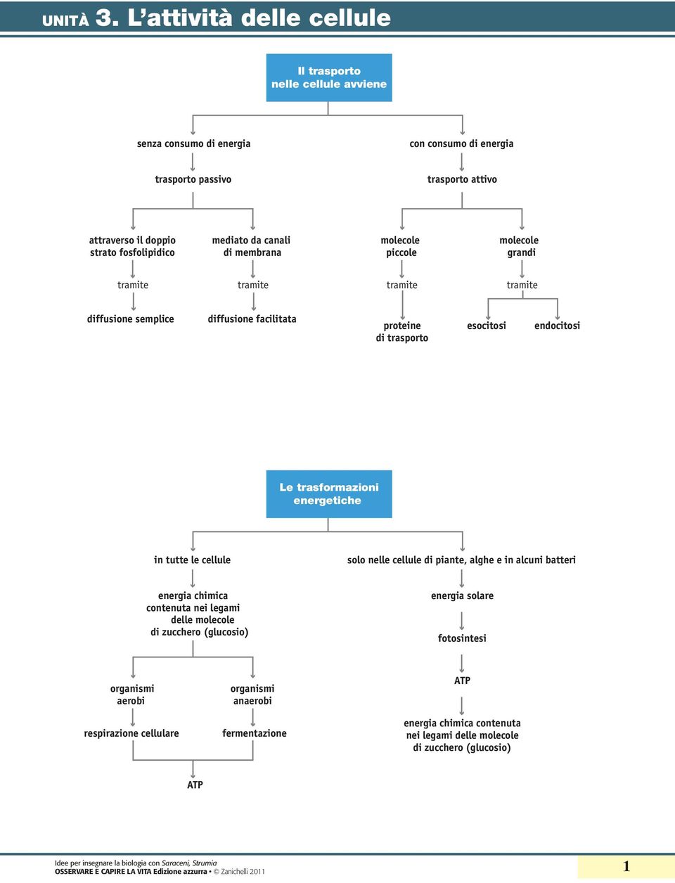 trasformazioni energetiche in tutte le cellule solo nelle cellule di piante, alghe e in alcuni batteri energia chimica contenuta nei legami delle molecole di zucchero