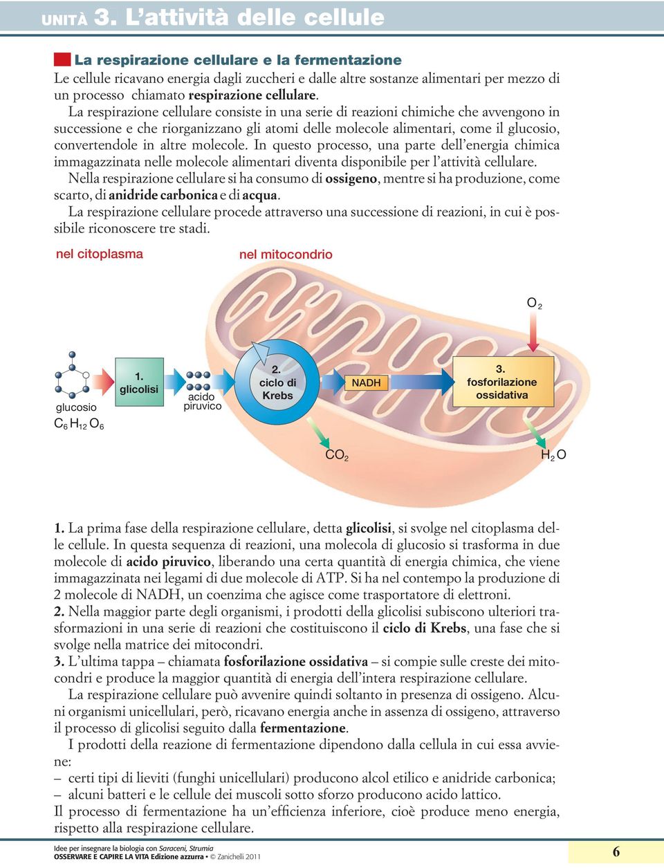 molecole. In questo processo, una parte dell energia chimica immagazzinata nelle molecole alimentari diventa disponibile per l attività cellulare.