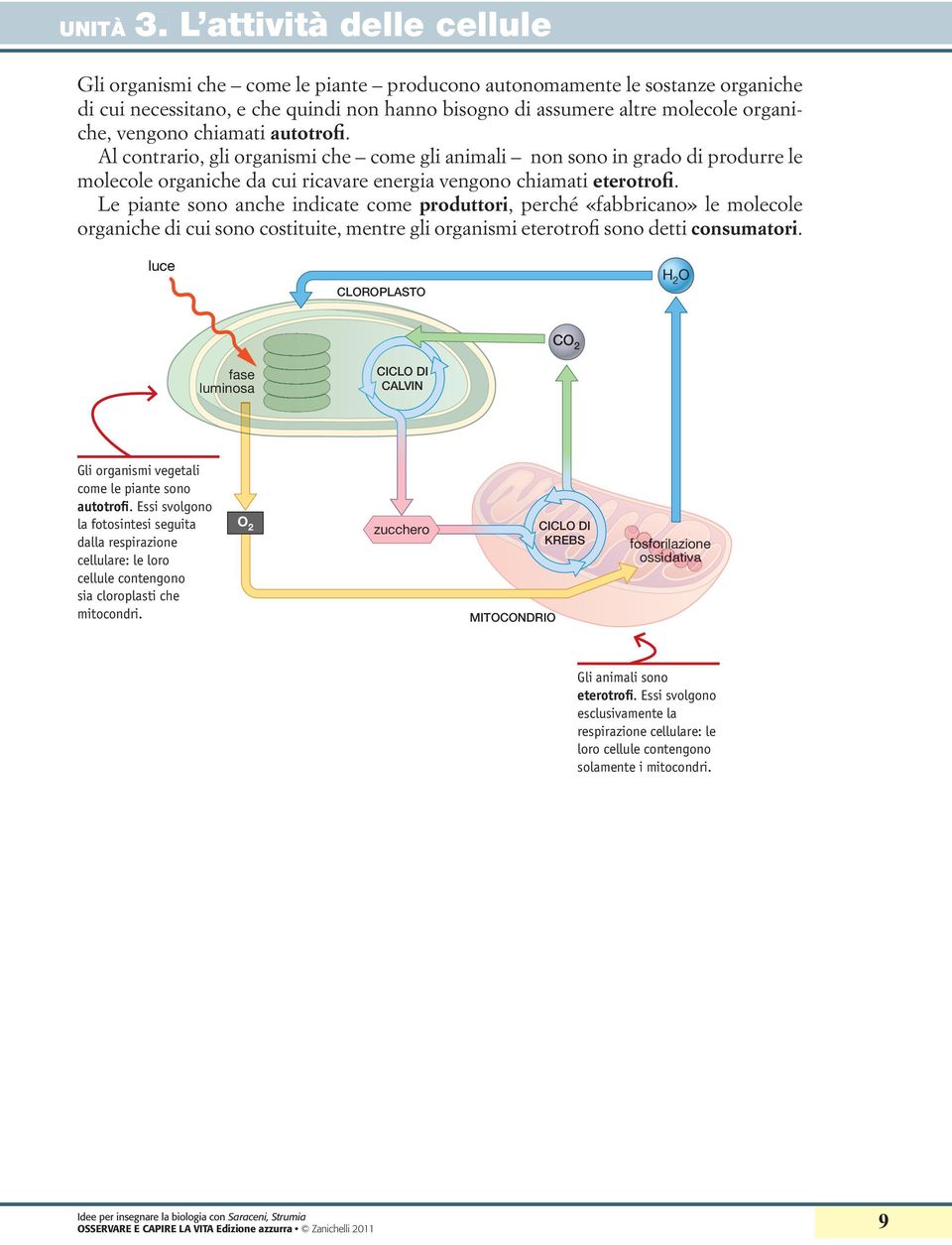 Le piante sono anche indicate come produttori, perché «fabbricano» le molecole organiche di cui sono costituite, mentre gli organismi eterotrofi sono detti consumatori.