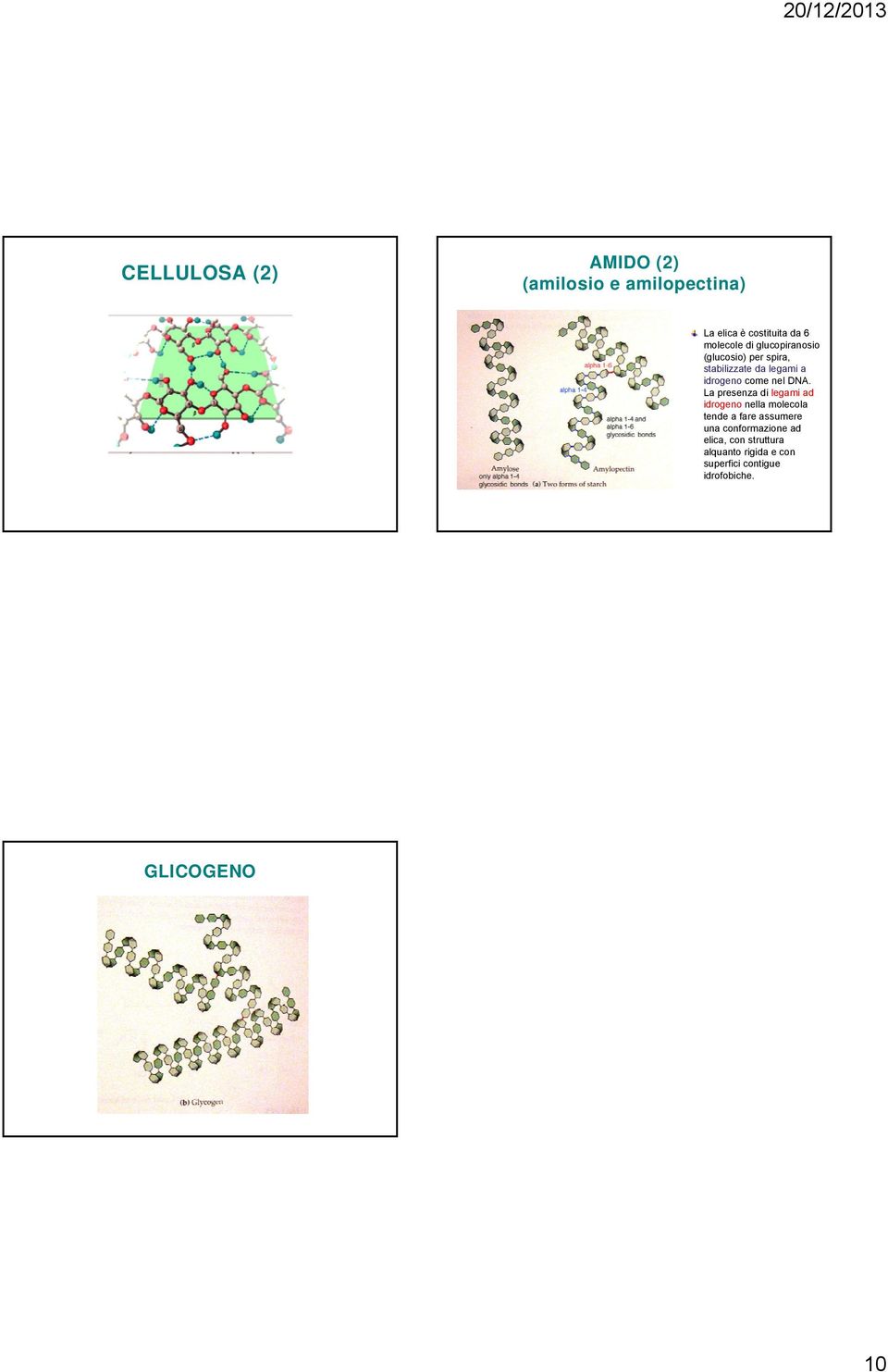 La presenza di legami ad idrogeno nella molecola tende a fare assumere una conformazione
