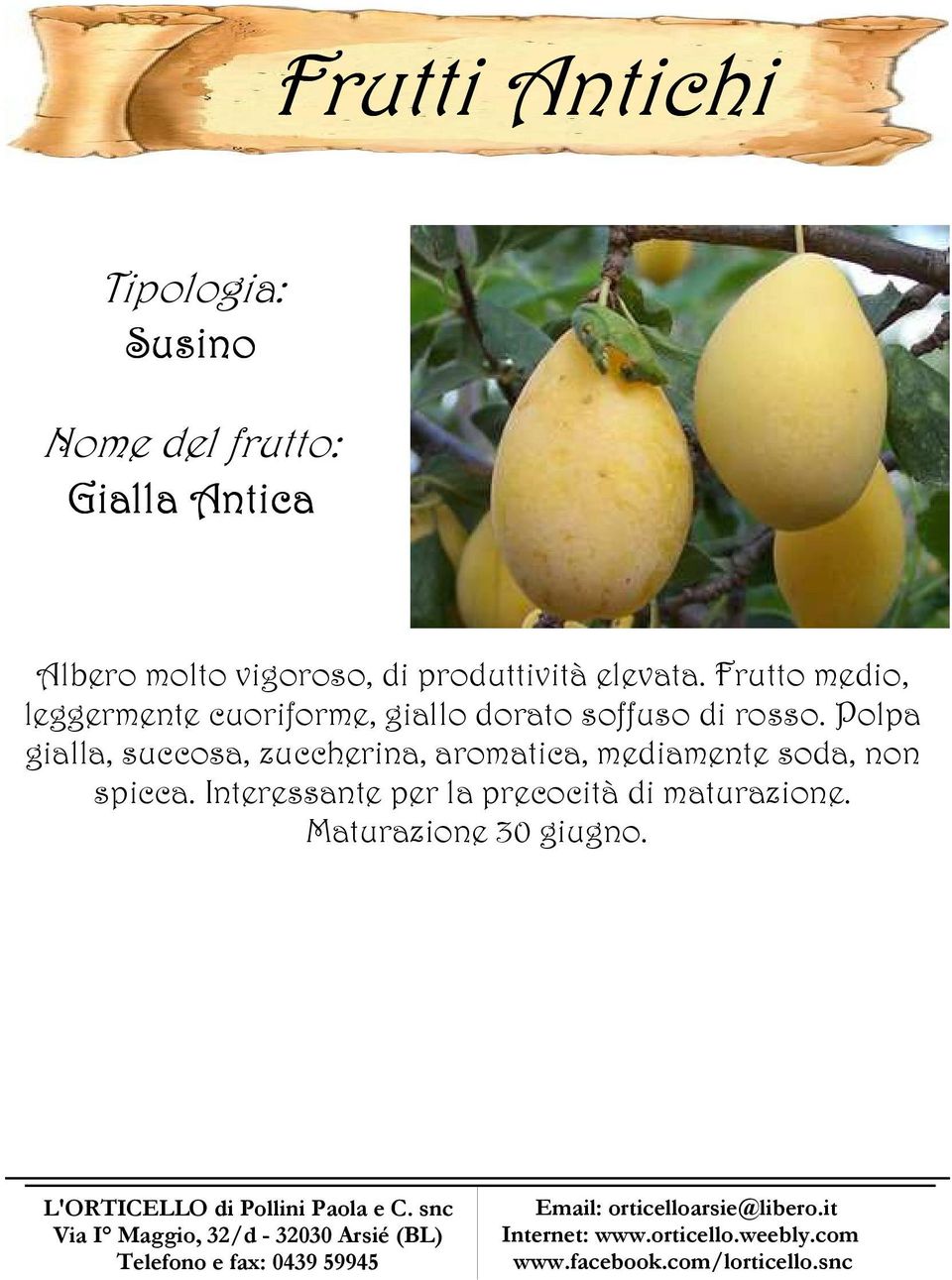 Frutto medio, leggermente cuoriforme, giallo dorato soffuso di rosso.