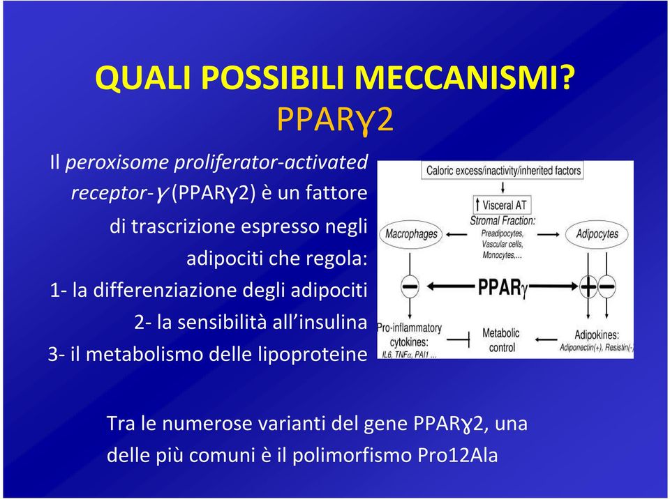 trascrizione espresso negli adipociti che regola: 1- la differenziazione degli adipociti