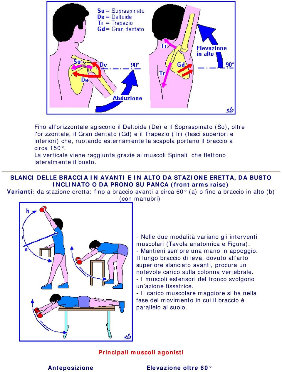 SLANCI DELLE BRACCIA IN AVANTI E IN ALTO DA STAZIONE ERETTA, DA BUSTO INCLINATO O DA PRONO SU PANCA (front arms raise) Varianti: da stazione eretta: fino a braccio avanti a circa 60 (a) o fino a