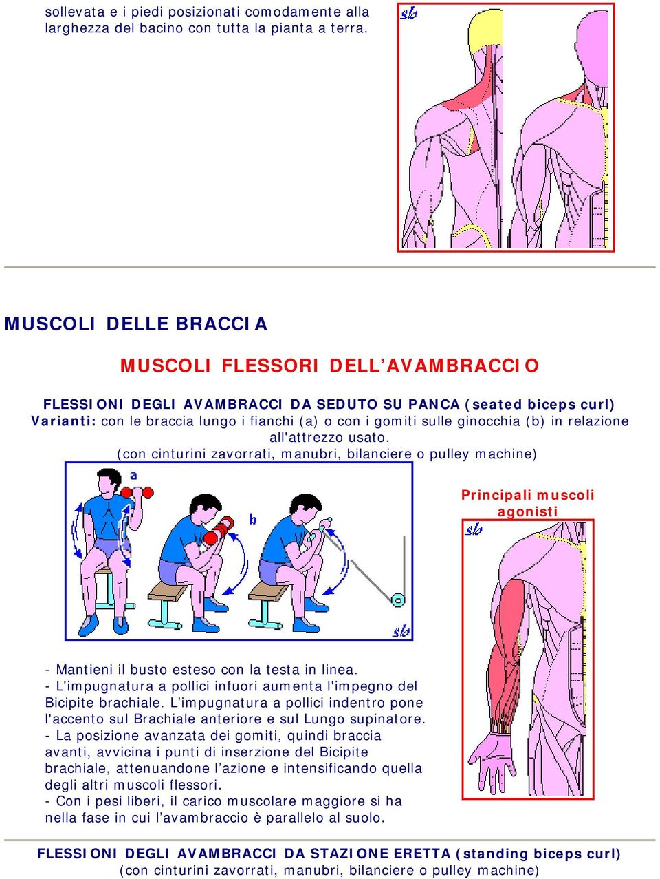 (b) in relazione all'attrezzo usato. (con cinturini zavorrati, manubri, bilanciere o pulley machine) - Mantieni il busto esteso con la testa in linea.