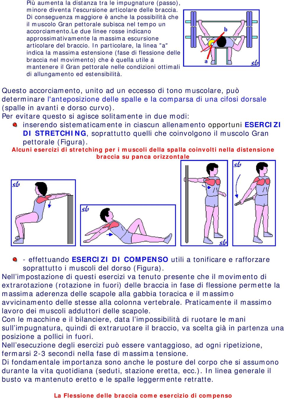 le due linee rosse indicano approssimativamente la massima escursione articolare del braccio.