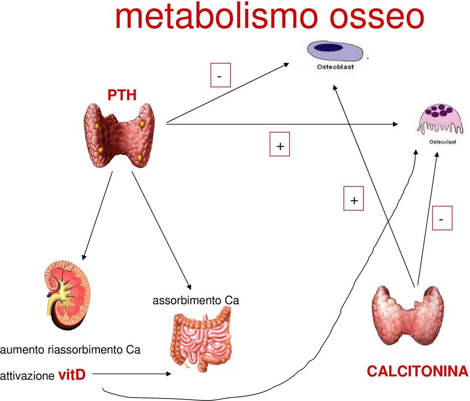 aumento riassorbimento