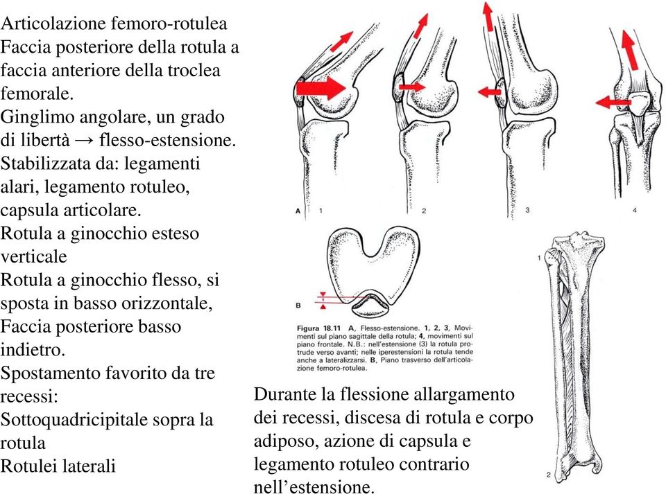 Rotula a ginocchio esteso verticale Rotula a ginocchio flesso, si sposta in basso orizzontale, Faccia posteriore basso indietro.