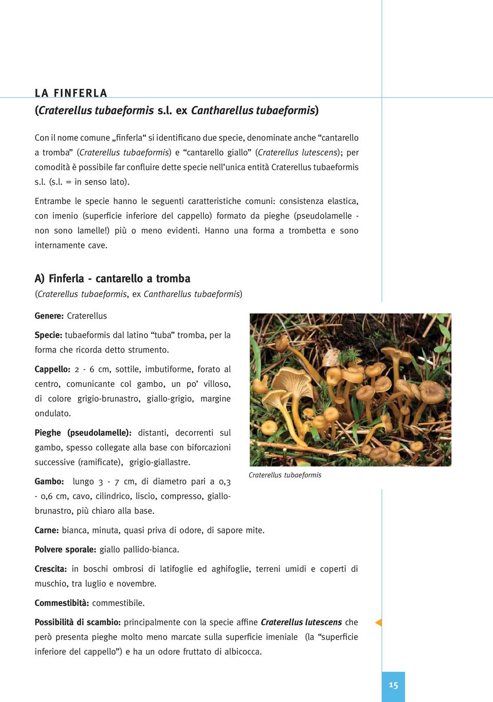 ex Cantharellus tubaeformis) Con il nome comune finferla si identificano due specie, denominate anche cantarello a tromba (Craterellus tubaeformis) e cantarello giallo (Craterellus lutescens); per