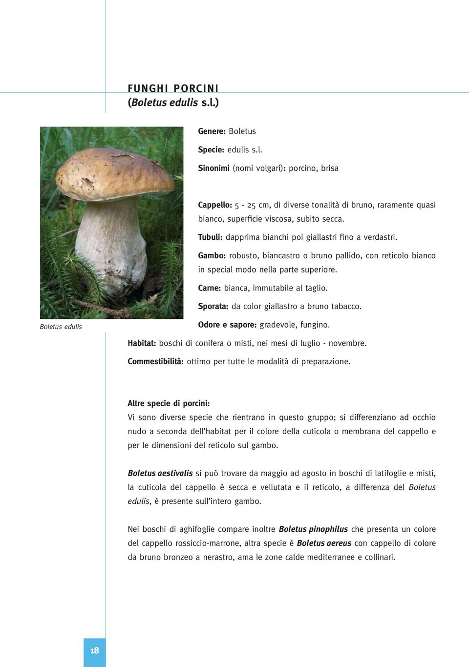 Sporata: da color giallastro a bruno tabacco. Boletus edulis Odore e sapore: gradevole, fungino. Habitat: boschi di conifera o misti, nei mesi di luglio - novembre.