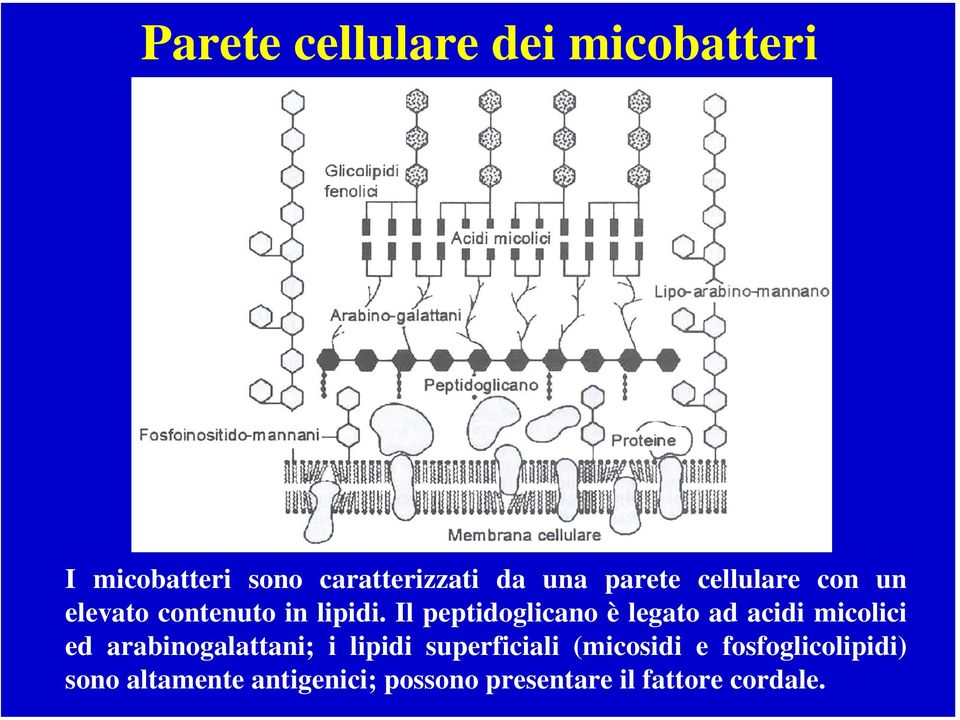 Il peptidoglicano è legato ad acidi micolici ed arabinogalattani; i lipidi