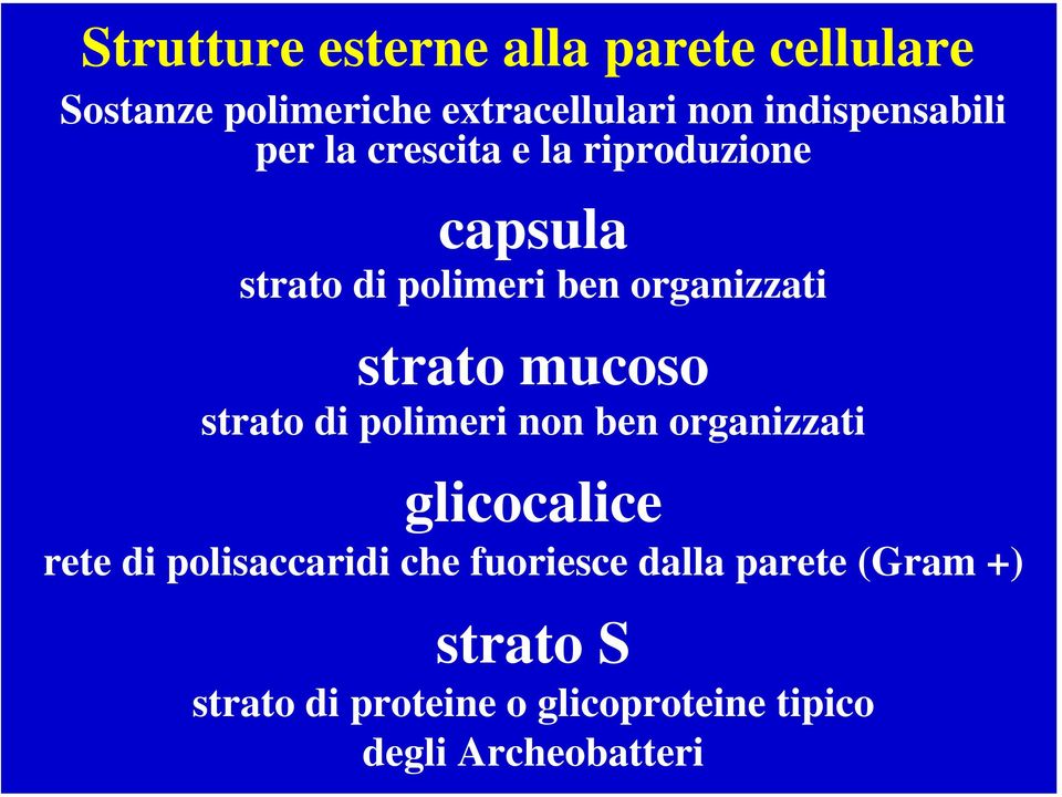 strato mucoso strato di polimeri non ben organizzati glicocalice rete di polisaccaridi che