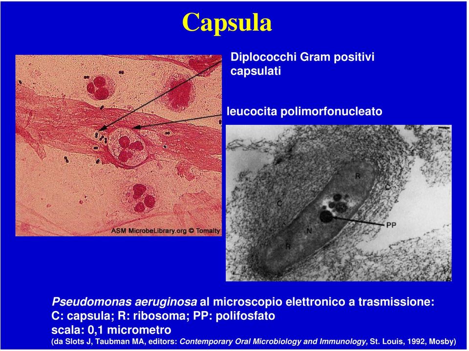 capsula; R: ribosoma; PP: polifosfato scala: 0,1 micrometro (da Slots J,