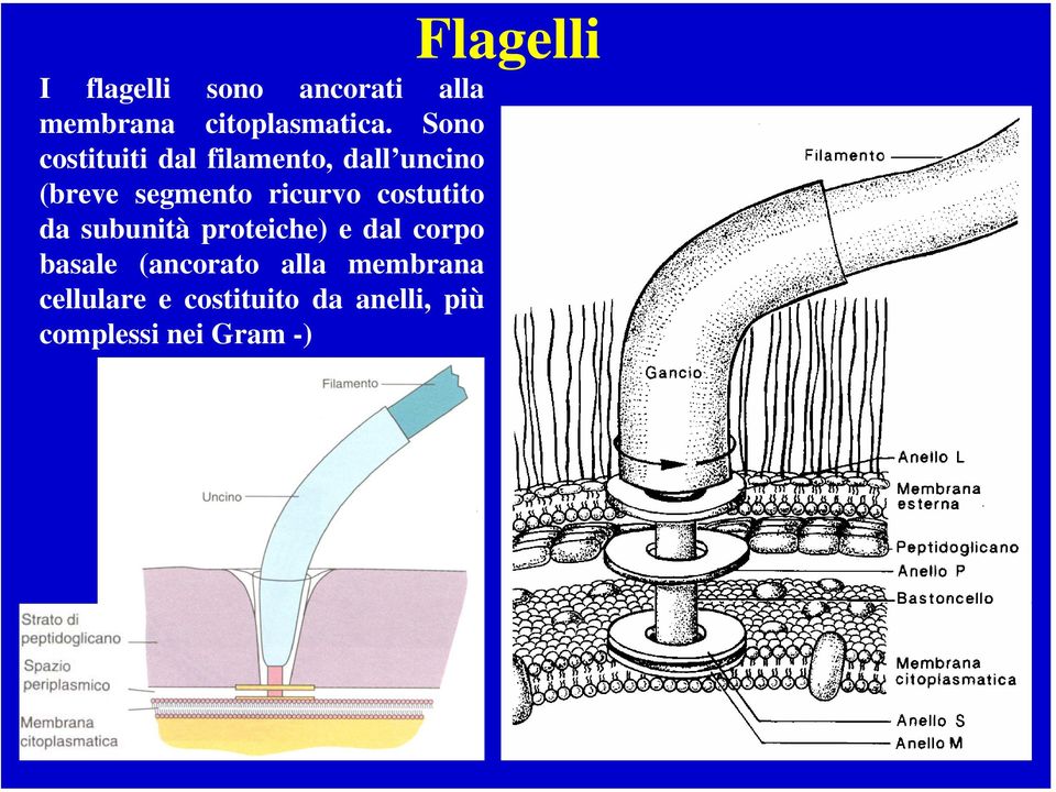 costutito da subunità proteiche) e dal corpo basale (ancorato alla