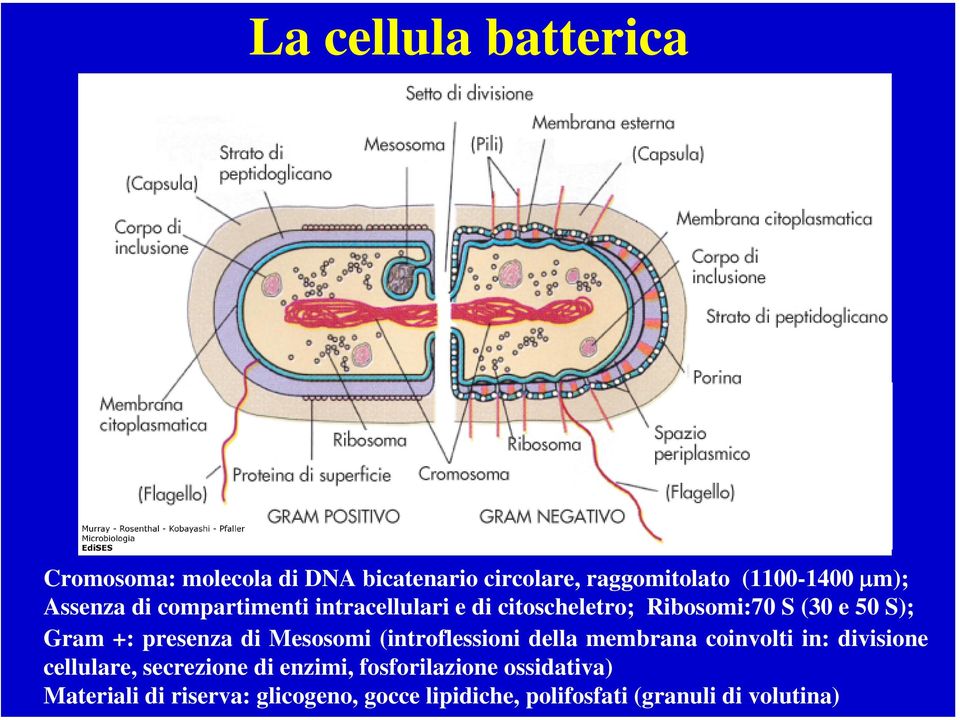 di Mesosomi (introflessioni della membrana coinvolti in: divisione cellulare, secrezione di enzimi,