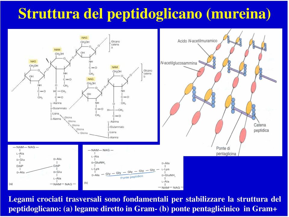 fondamentali per stabilizzare la struttura del