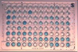 Profilo proteico virale: le proteine (capside + nucleoproteine) sono le unità