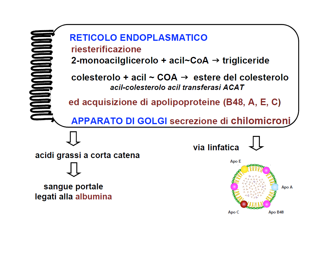 monoacil glicerolo:acilcoa transferasi