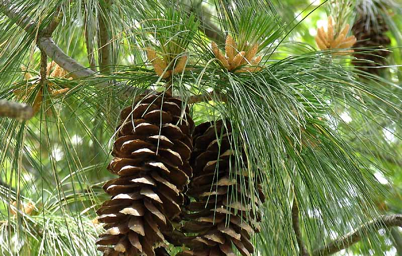 Pinus strobus pino strobo N America utilizzo soprattutto forestale