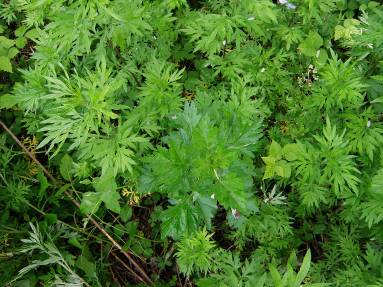 Artemisia verlotiorum Lamotte Famiglia: Asteraceae Nome comune: Artemisia dei fratelli Verlot Forma biologica: geofita Origine: Asia (?
