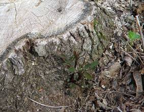 Robinia pseudoacacia L.