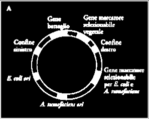 Vettore di clonazione binario È un vettore navetta E. coli - A. tumefaciens,