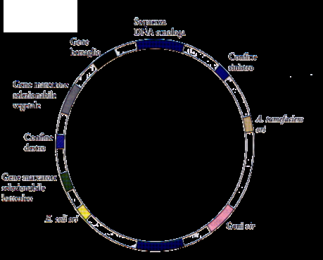 Vettore di clonazione cointegrato Vettore di clonazione cointegrato Contiene: i confini destro e sinistro, il gene bersaglio, il gene marcatore selezionabile vegetale e